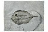 Dalmanites Trilobite Fossil - New York #295588-1